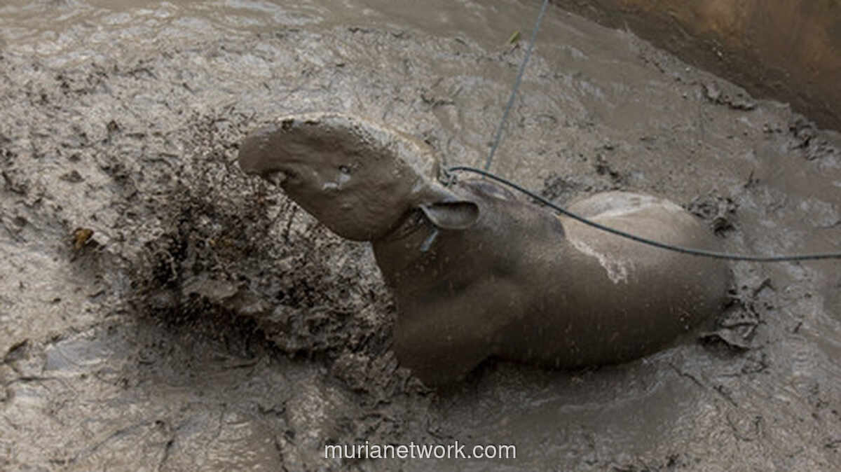 Empat Warga Mesuji Ditangkap Usai Menyembelih Tapir yang Viral