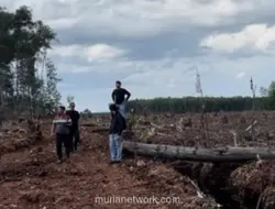 Polres Bengkalis Tangkap Pelaku Perambah Hutan Produksi 20 Hektare