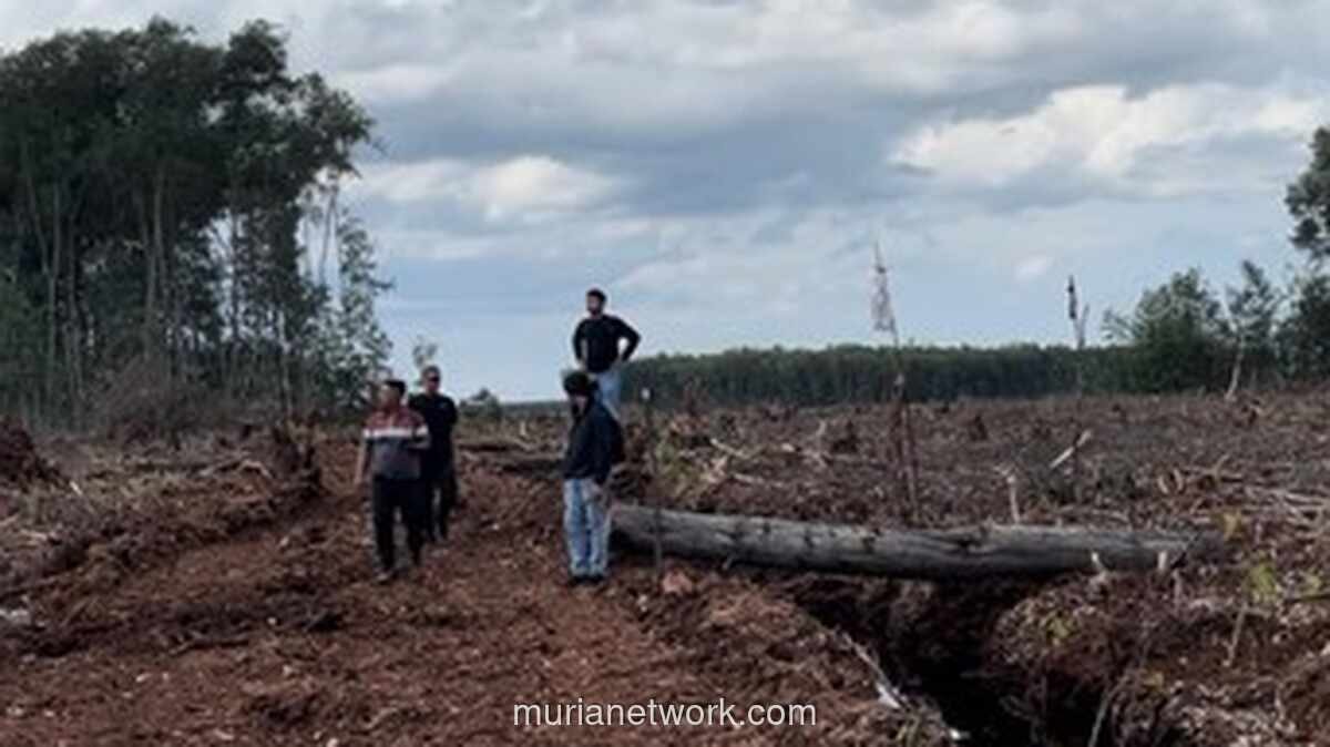 Polres Bengkalis Tangkap Pelaku Perambah Hutan Produksi 20 Hektare