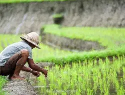 Bulog Perluas Swasembada Pangan hingga Merauke, Papua Jadi Pusat Pangan Nasional