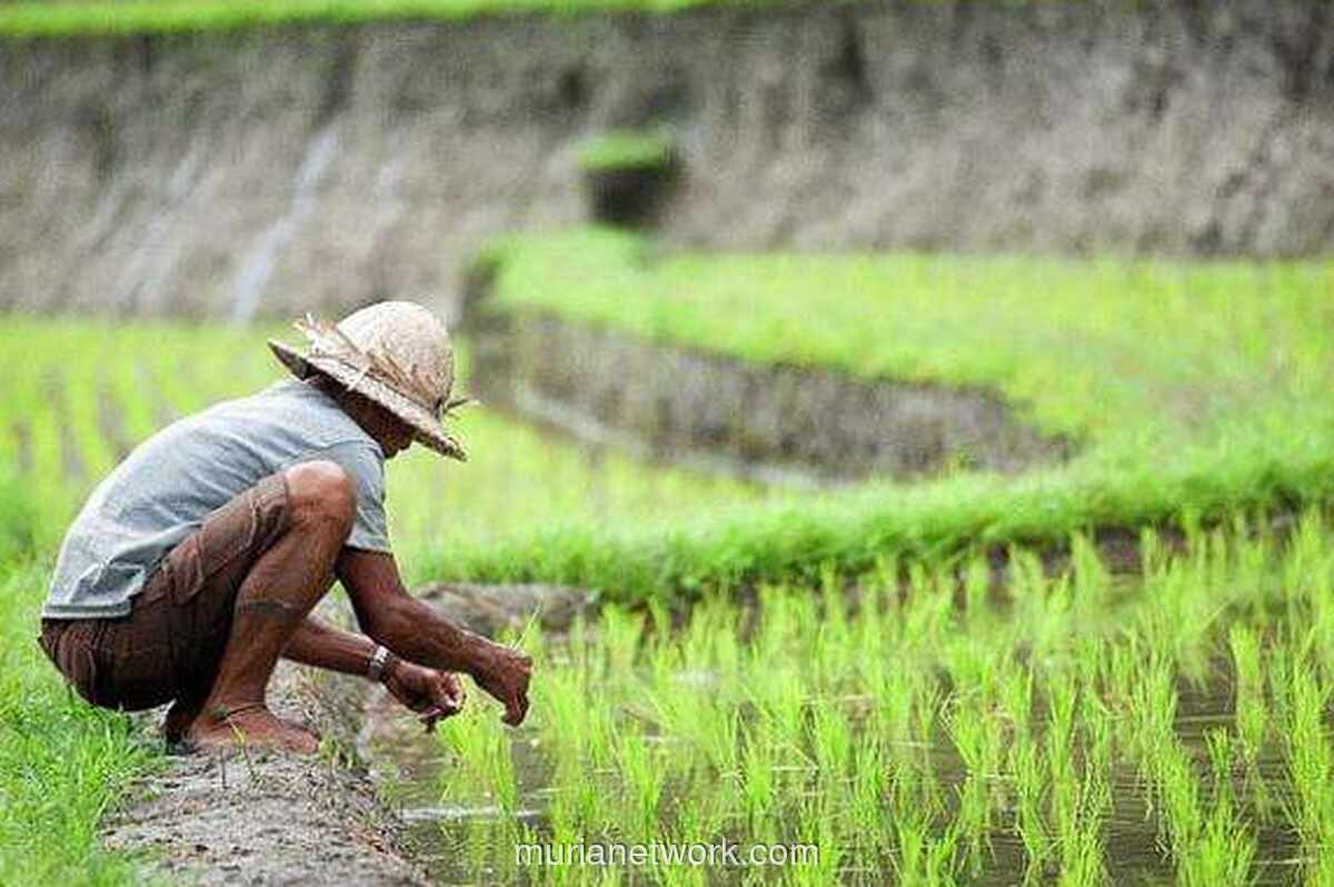 Bulog Perluas Swasembada Pangan hingga Merauke, Papua Jadi Pusat Pangan Nasional