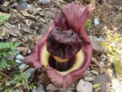 Tanaman Mirip Bunga Bangkai di Bekasi Ternyata Pohon Suweg