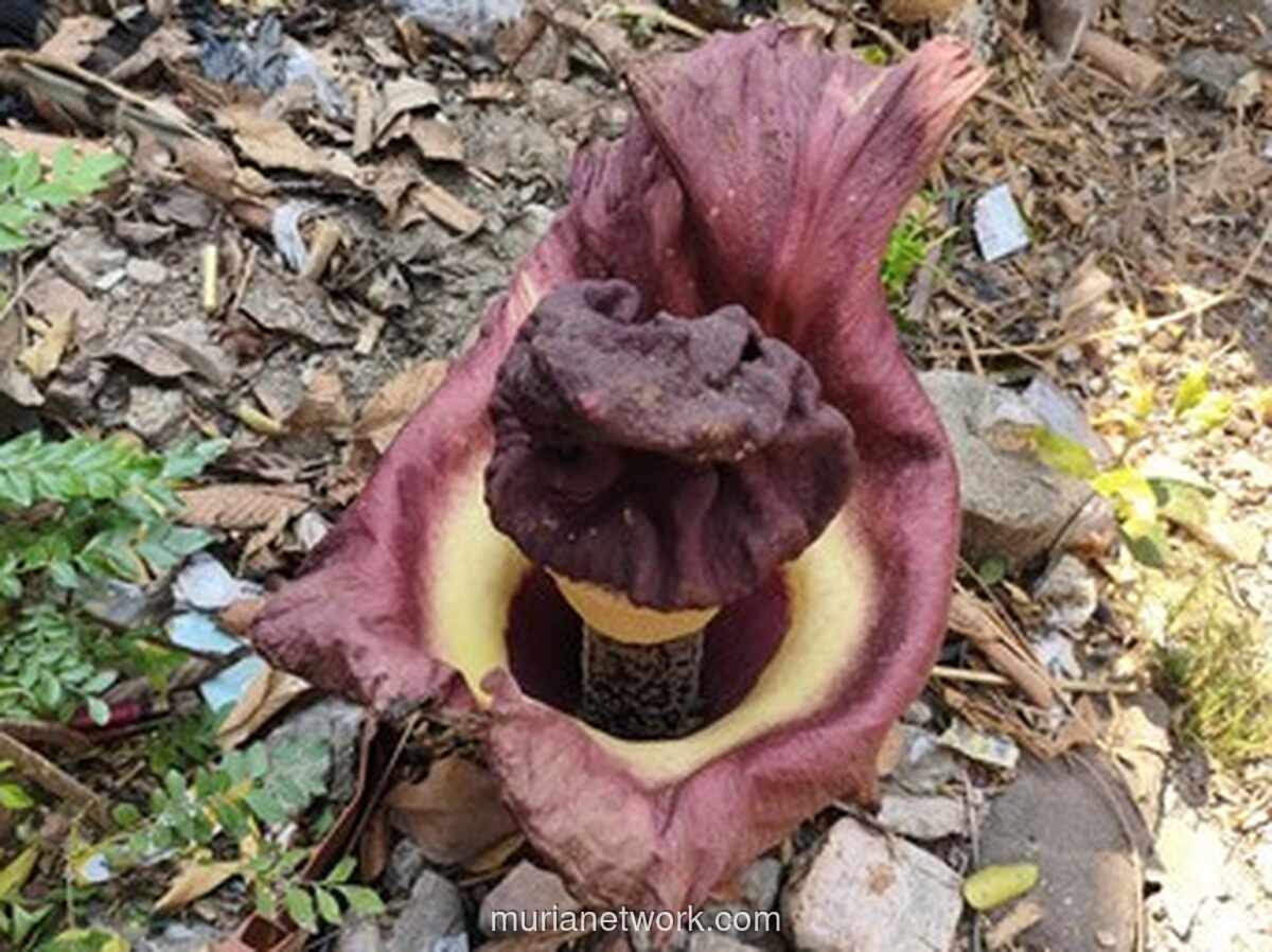 Tanaman Mirip Bunga Bangkai di Bekasi Ternyata Pohon Suweg