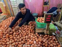 Peternak Nilai Harga Telur Rp 24.000 per Kg Belum Ideal, Usulkan Rp 26.500