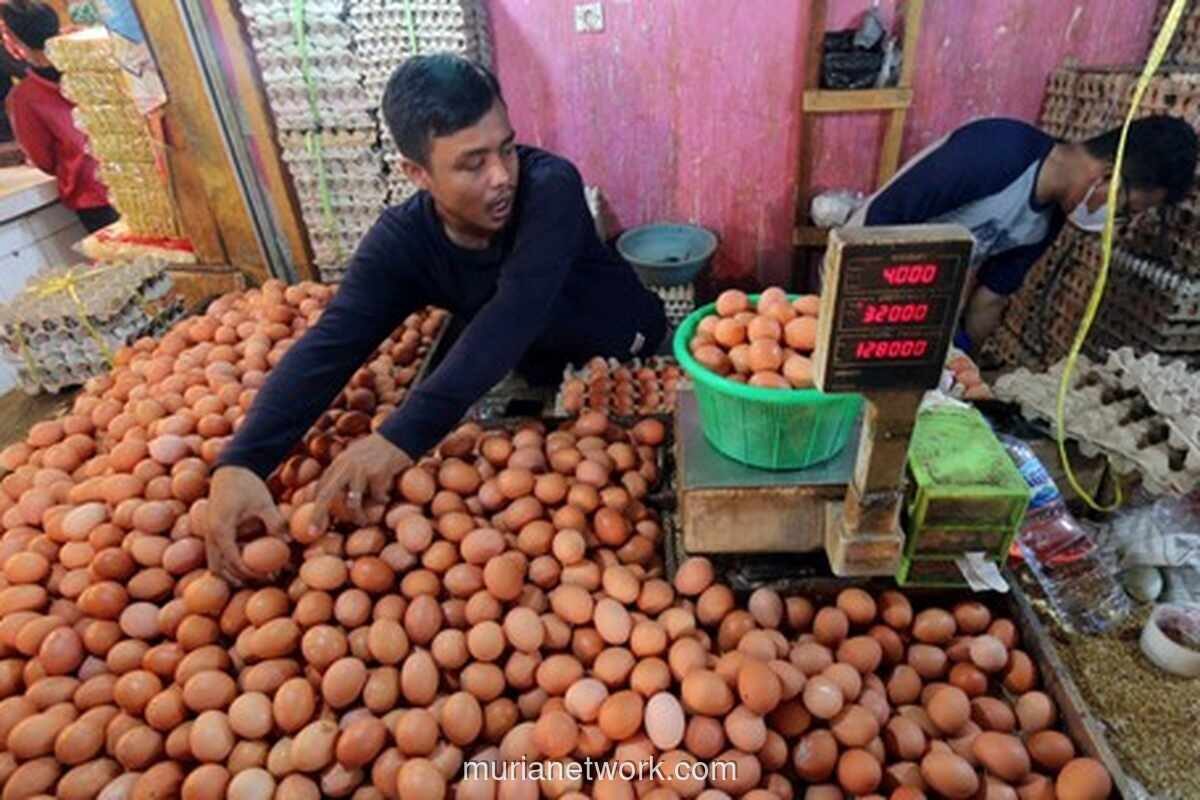 Peternak Nilai Harga Telur Rp 24.000 per Kg Belum Ideal, Usulkan Rp 26.500