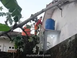 Pohon Kicopong Setinggi 15 Meter Tumbang Timpa Rumah Warga Bogor