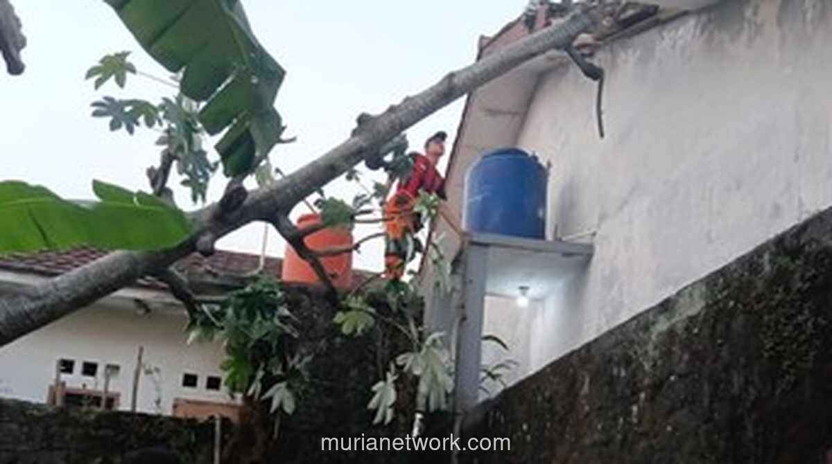 Pohon Kicopong Setinggi 15 Meter Tumbang Timpa Rumah Warga Bogor