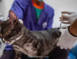Sterilisasi Kucing Peliharaan Baru Dilakukan 42,63 Persen Pembaca, Overpopulasi Kucing Liar di Jakarta Capai 860 Ribu Ekor