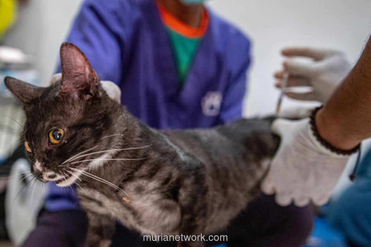 Sterilisasi Kucing Peliharaan Baru Dilakukan 42,63 Persen Pembaca, Overpopulasi Kucing Liar di Jakarta Capai 860 Ribu Ekor