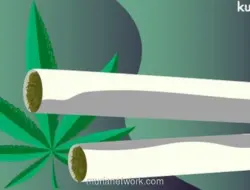 Polisi Bongkar Peredaran Ganja Jaringan Medan-Jakarta-Bandung, Dua Tersangka Ditangkap
