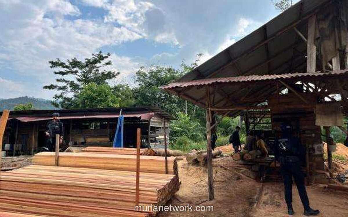 Polri Bongkar Sawmill Ilegal di Kampar, Sita Ratusan Batang Kayu Olahan