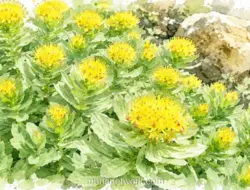 Rhodiola Rosea, Suplemen Rahasia Era Soviet yang Kini Diakui Sains Modern