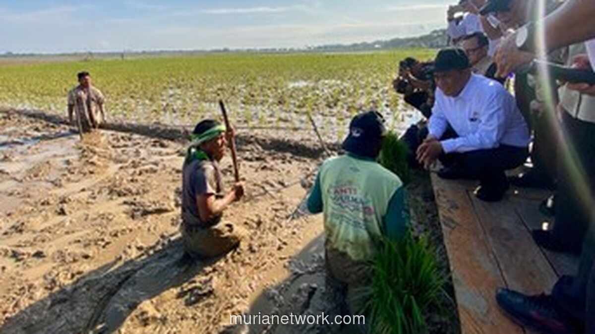 Realisasi Anggaran Pemulihan Pertanian Aceh Capai Rp 231 Miliar