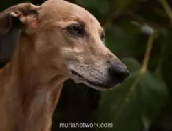 Pemkot Jakarta Timur Sidak Rumah Makan yang Diduga Jual Daging Anjing dan Kera