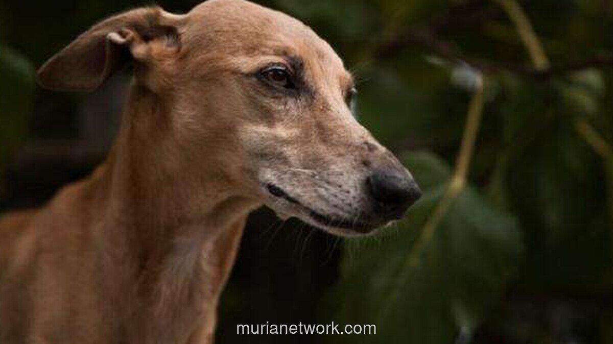 Pemkot Jakarta Timur Sidak Rumah Makan yang Diduga Jual Daging Anjing dan Kera