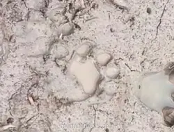 Sapi Ternak Warga Diterkam Harimau, Sekolah di Indragiri Hilir Diliburkan