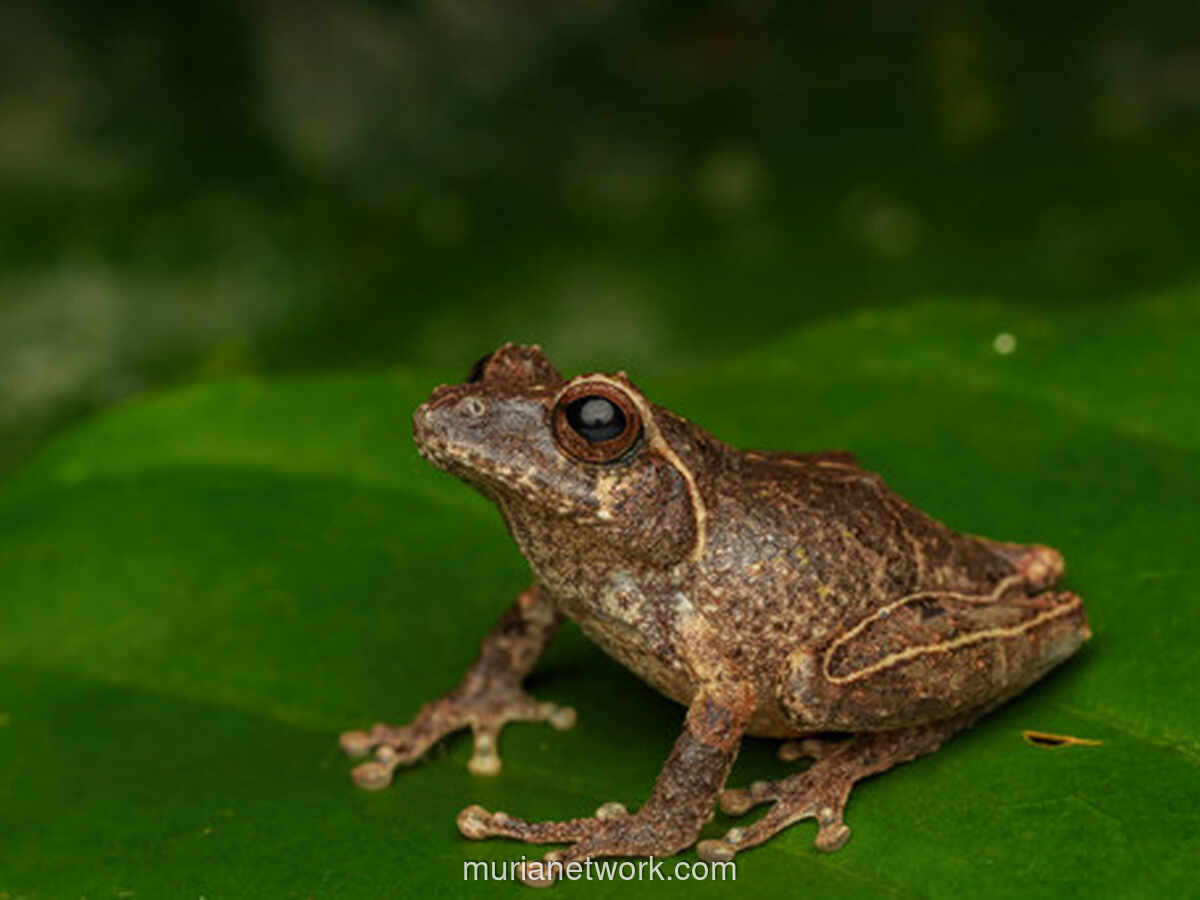 BRIN Temukan Spesies Baru Katak Semak Endemik di Lereng Gunung Merapi