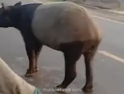 Tapir yang Viral Muncul di Jalan Mesuji Dibunuh Warga, BKSDA dan Polisi Usut