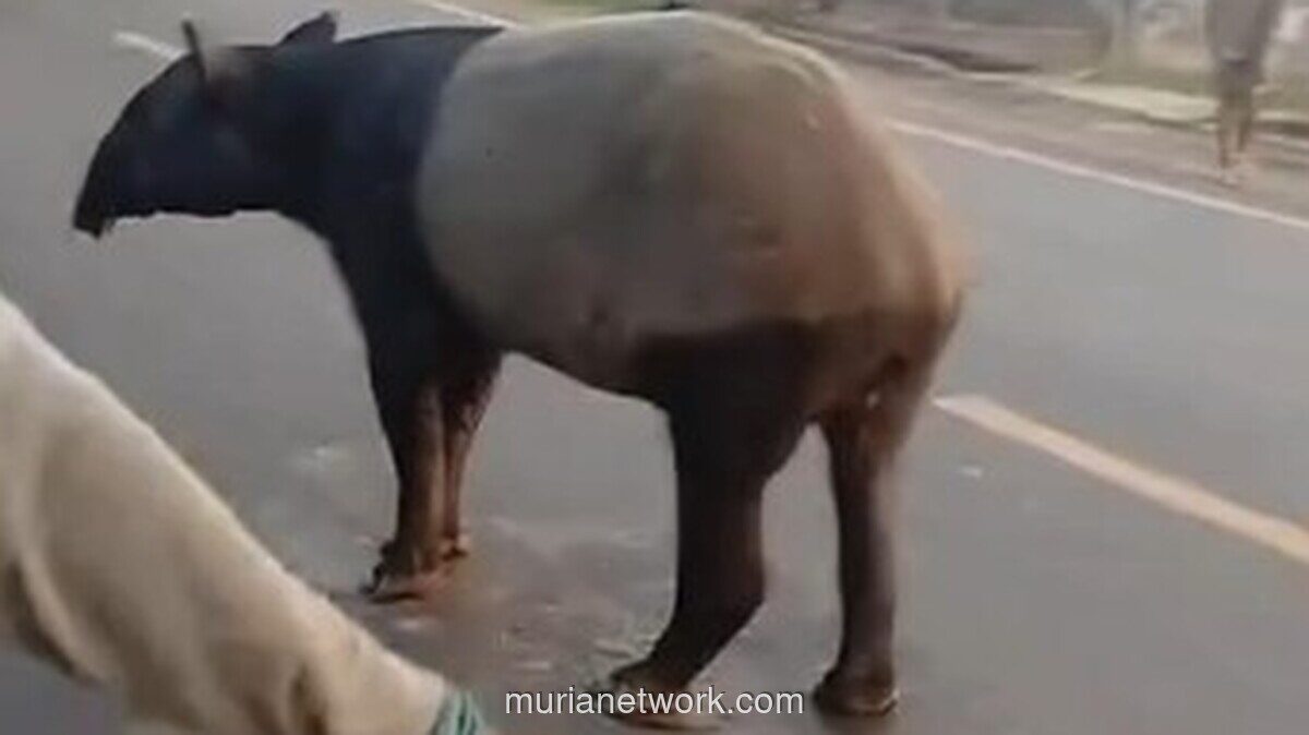 Tapir yang Viral Muncul di Jalan Mesuji Dibunuh Warga, BKSDA dan Polisi Usut