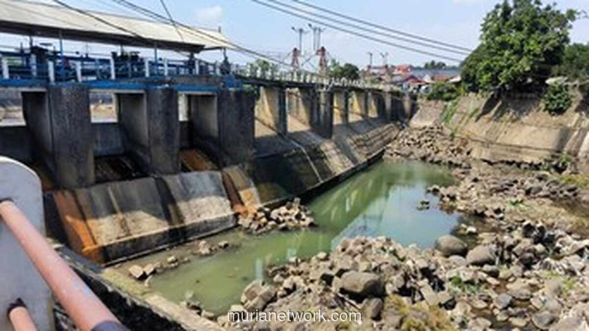 Debit Sungai Ciliwung Menyusut, Dasar Sungai di Bendung Katulampa Terlihat