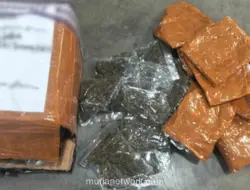 Satgas Pasgat Gagalkan Penyelundupan 670 Gram Ganja di Bandara Sentani