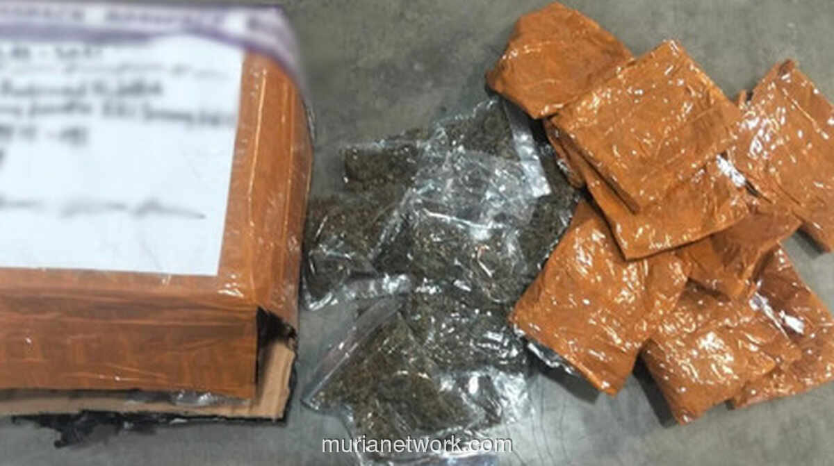 Satgas Pasgat Gagalkan Penyelundupan 670 Gram Ganja di Bandara Sentani