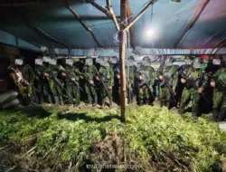 Satgas TNI Temukan 5.000 Batang Ganja di Dua Kampung di Yahukimo