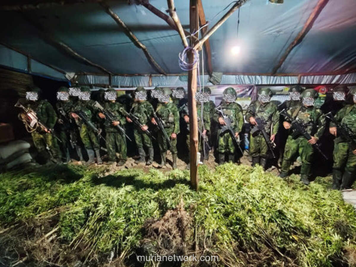 Satgas TNI Temukan 5.000 Batang Ganja di Dua Kampung di Yahukimo