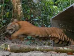 Bocah 12 Tahun Tewas Diterkam Harimau Sumatera di Camp Pekerja Pelalawan