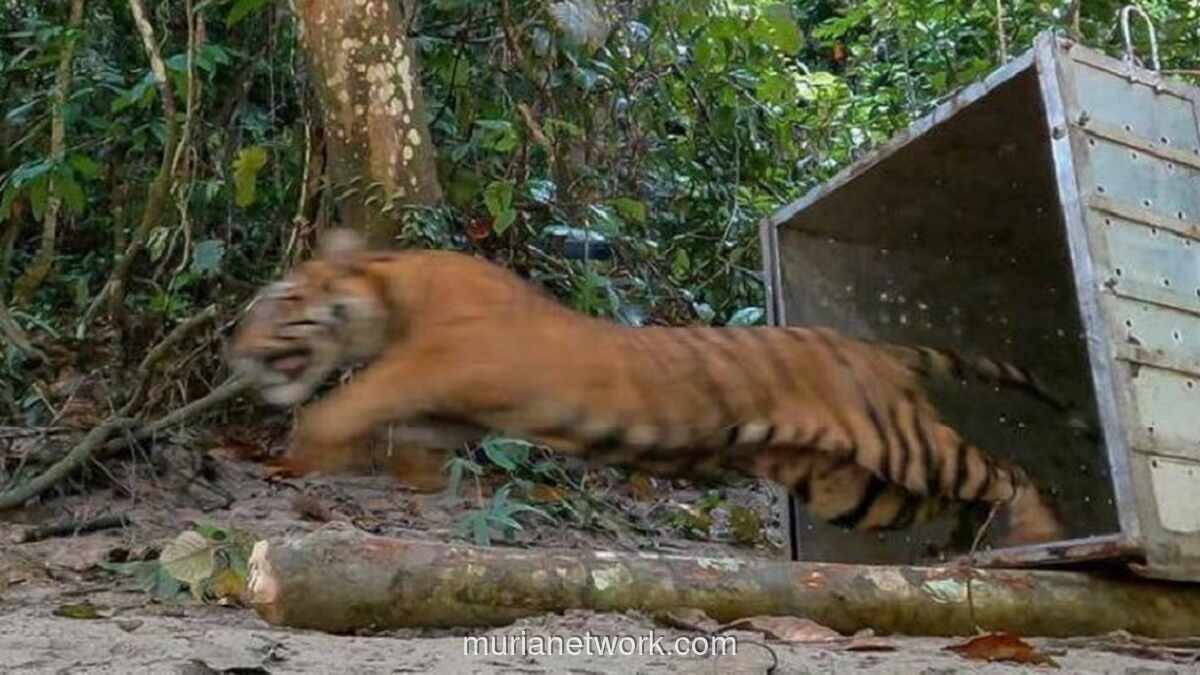 Bocah 12 Tahun Tewas Diterkam Harimau Sumatera di Camp Pekerja Pelalawan