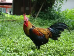 Unhas Dorong Ayam Alope Jadi Program Strategis Nasional Perkuat Ketahanan Pangan