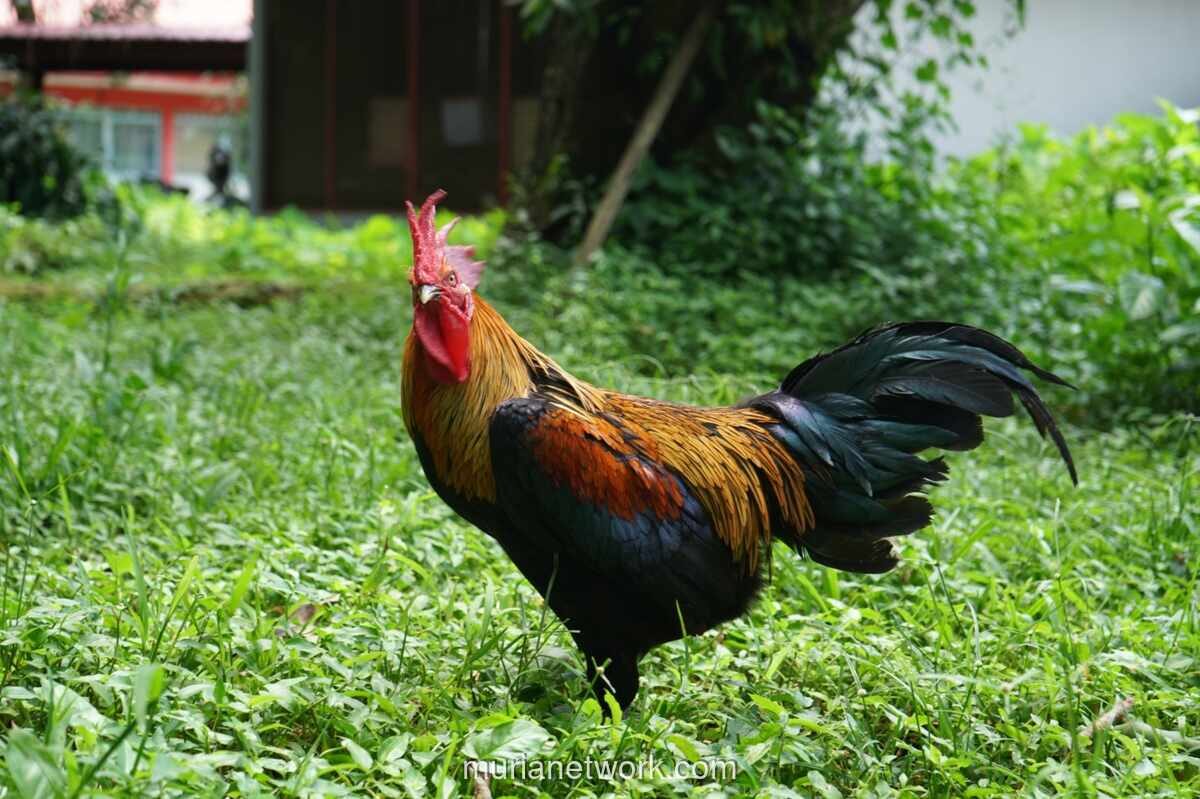 Unhas Dorong Ayam Alope Jadi Program Strategis Nasional Perkuat Ketahanan Pangan