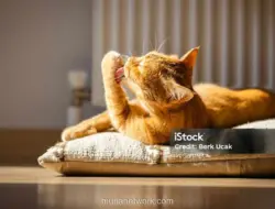 Vaksinasi Kucing: Investasi Kesehatan yang Sering Terlupakan