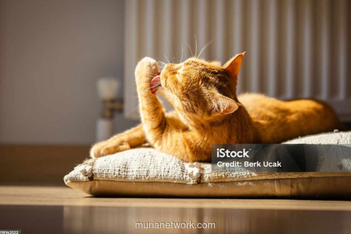 Vaksinasi Kucing: Investasi Kesehatan yang Sering Terlupakan