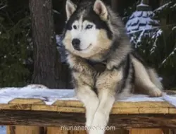 Anjing Husky Dibacok di Bekasi, Polisi Libatkan K9 Polda Metro Jaya