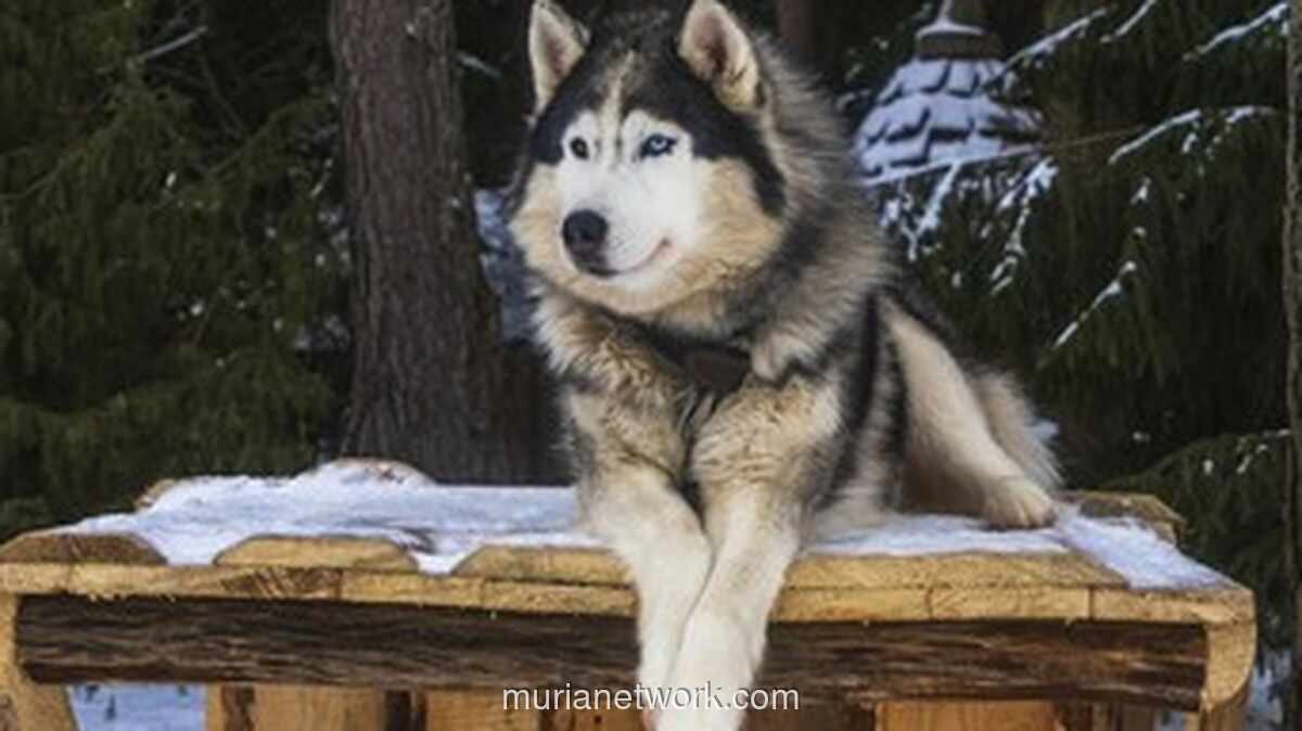 Anjing Husky Dibacok di Bekasi, Polisi Libatkan K9 Polda Metro Jaya