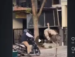 Burung Unta Berkeliaran di Jalan Buahbatu, Bandung, Sempat Bikin Panik Pengendara