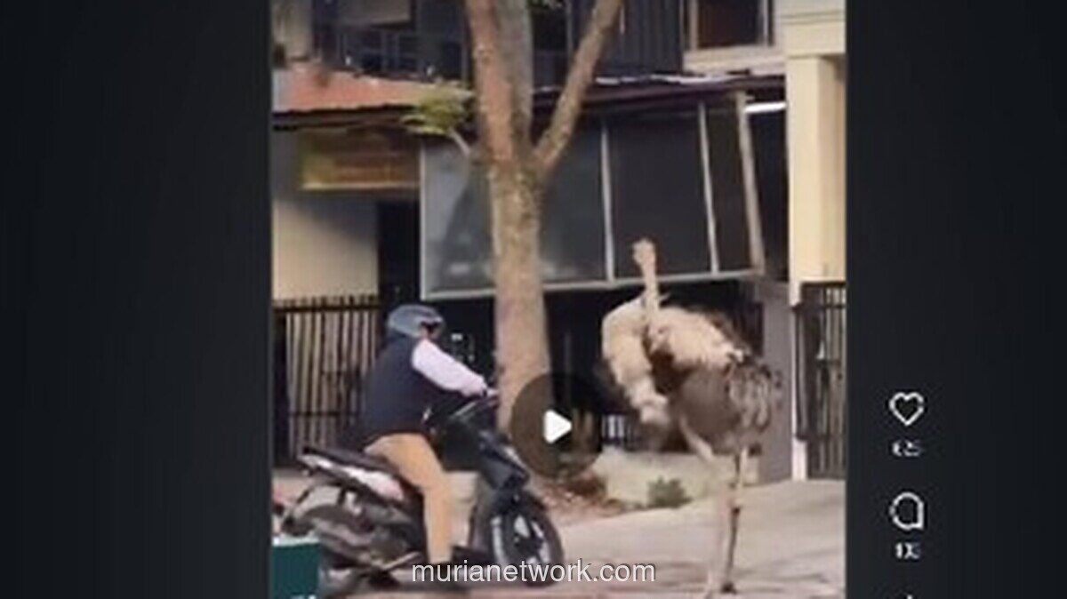 Burung Unta Berkeliaran di Jalan Buahbatu, Bandung, Sempat Bikin Panik Pengendara