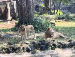 Foto Satwa Kurus Viral di Tengah Kasus Korupsi KBS, Manajemen Pastikan Itu Dokumentasi Lama