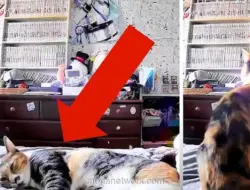 Video Kucing Deteksi Gempa Jepang Viral, Ilmuwan Ungkap Penjelasannya