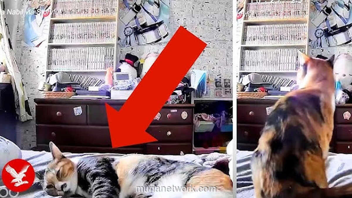 Video Kucing Deteksi Gempa Jepang Viral, Ilmuwan Ungkap Penjelasannya