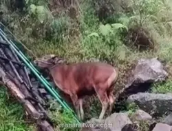 Video Pendaki Bawa Sapi ke Gunung Rinjani Ternyata Rekaman Lama