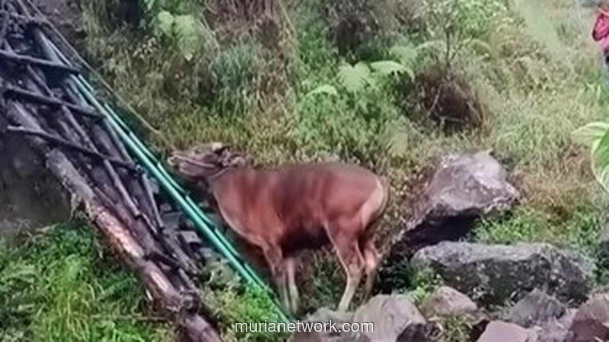 Video Pendaki Bawa Sapi ke Gunung Rinjani Ternyata Rekaman Lama
