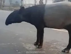 Tapir Muncul di Jalan Lintas Mesuji, BKSDA Lakukan Penelusuran