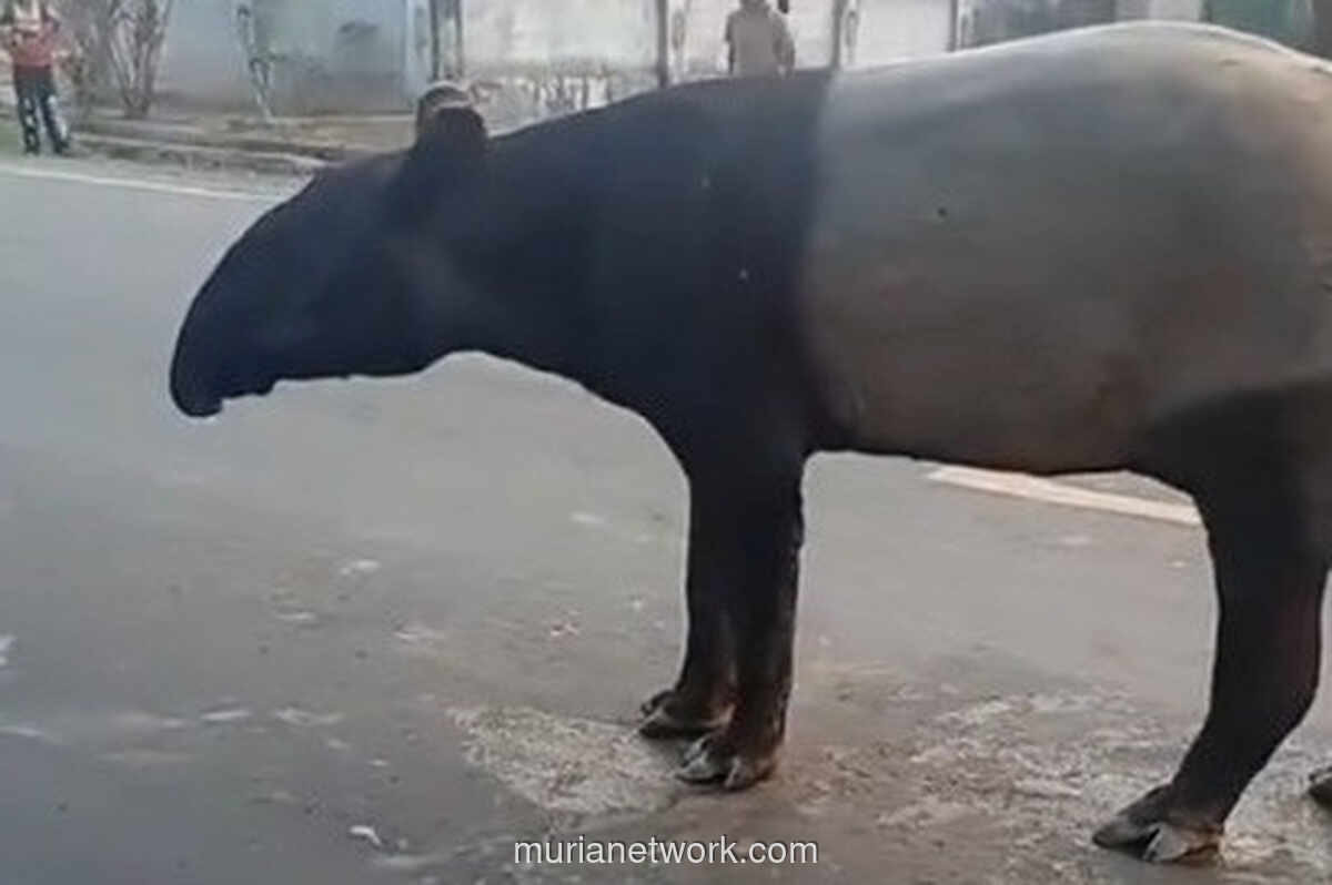Tapir Muncul di Jalan Lintas Mesuji, BKSDA Lakukan Penelusuran
