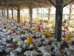 WMPP Balik Laba Rp130 Miliar di Kuartal I-2026, Ditopang Efisiensi dan Permintaan Protein