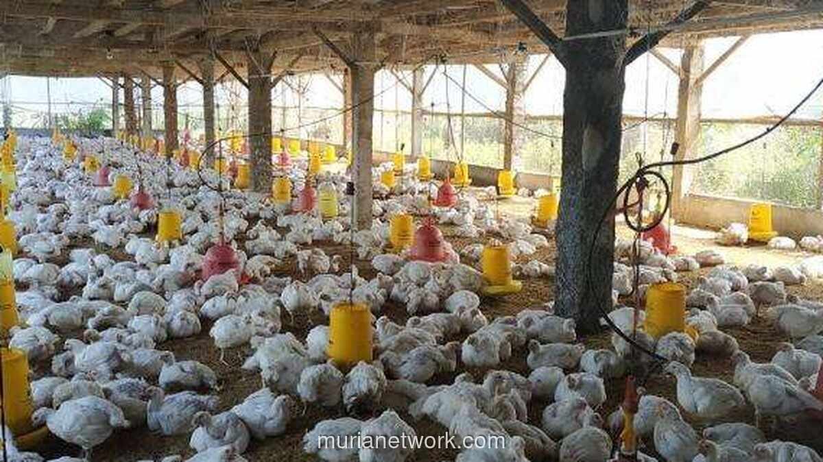 WMPP Balik Laba Rp130 Miliar di Kuartal I-2026, Ditopang Efisiensi dan Permintaan Protein
