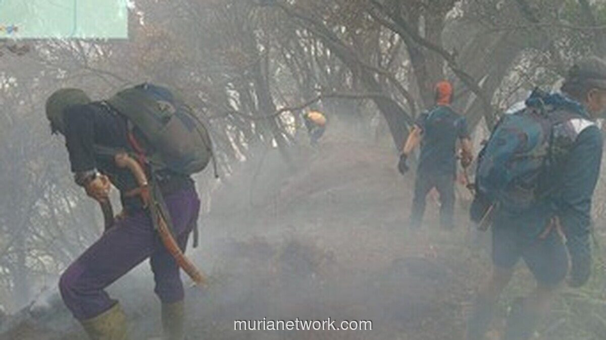 Kebakaran Kawah Wadon Gunung Gede Pangrango Meluas, 10 Hektare Terdampak