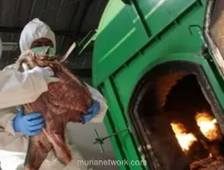 Karantina Banten Gagalkan Pengiriman 3 Ton Daging Celeng Ilegal di Merak