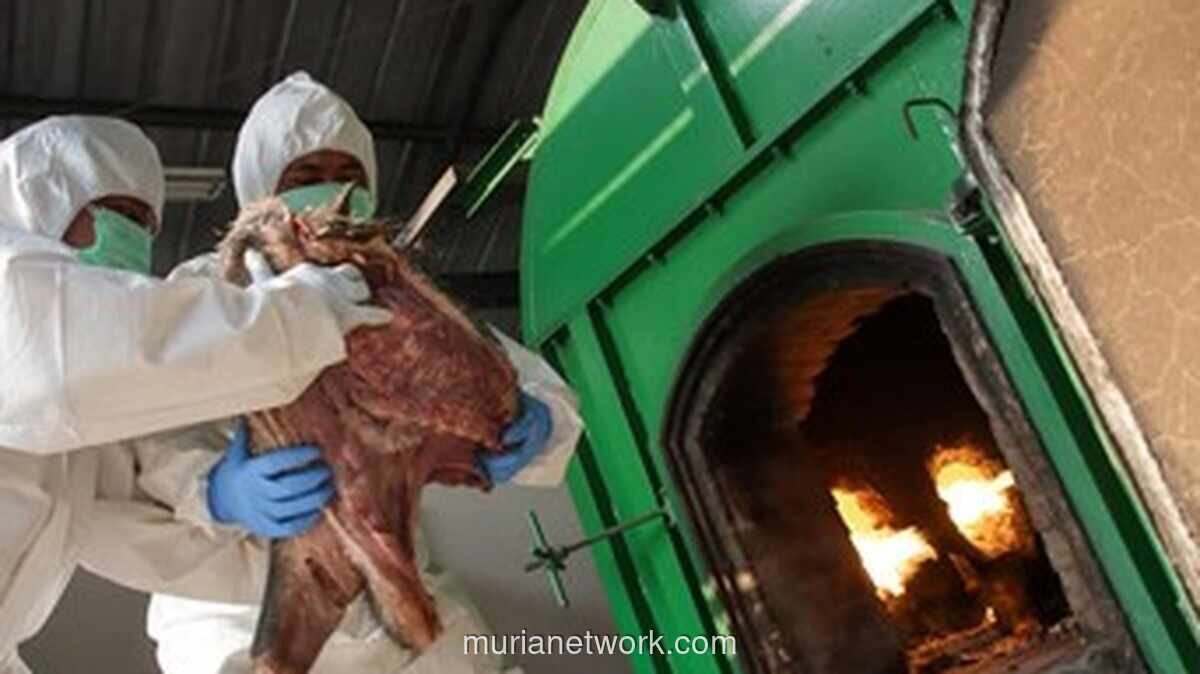 Karantina Banten Gagalkan Pengiriman 3 Ton Daging Celeng Ilegal di Merak